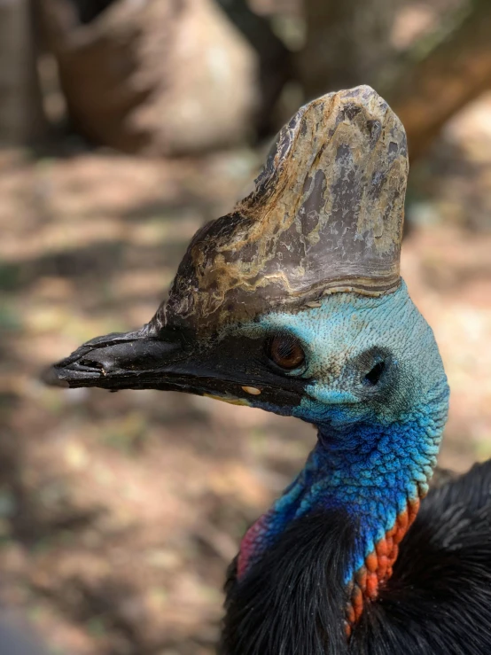 the bird has a very colorful neck and head