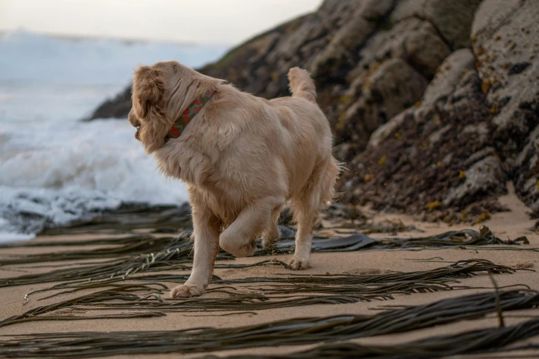 a dog stands on the sand next to many nches