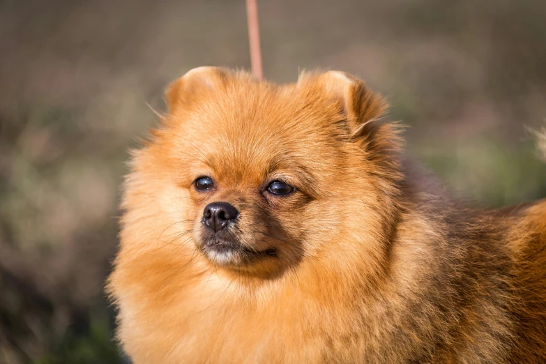 a brown dog has his ears cut short