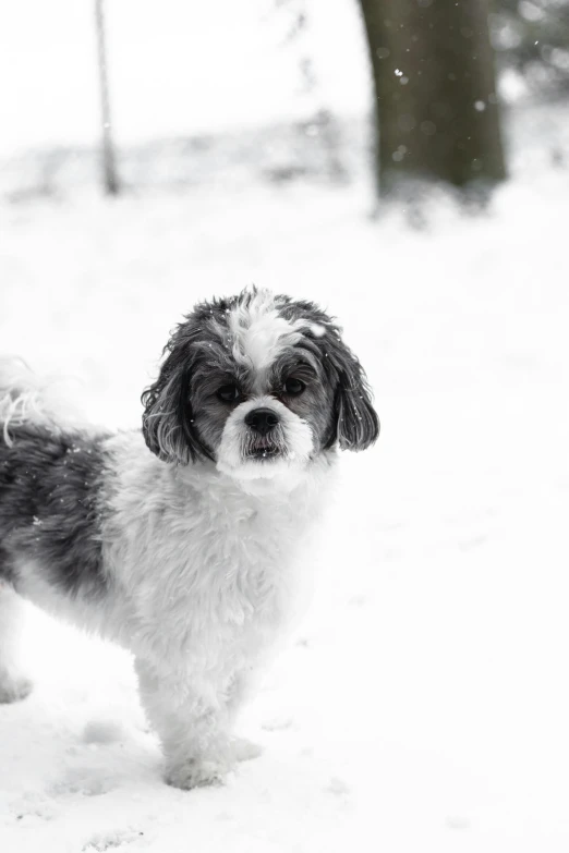 a small black and white dog stands in the snow