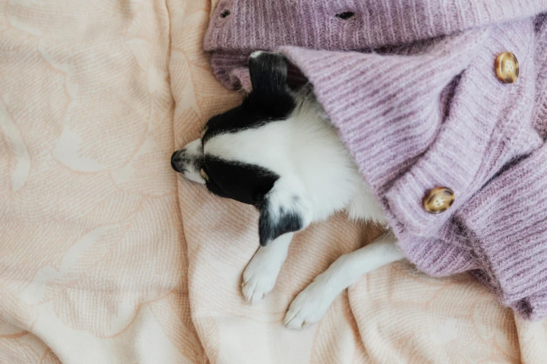 a dog lays under a blanket with its head between the covers