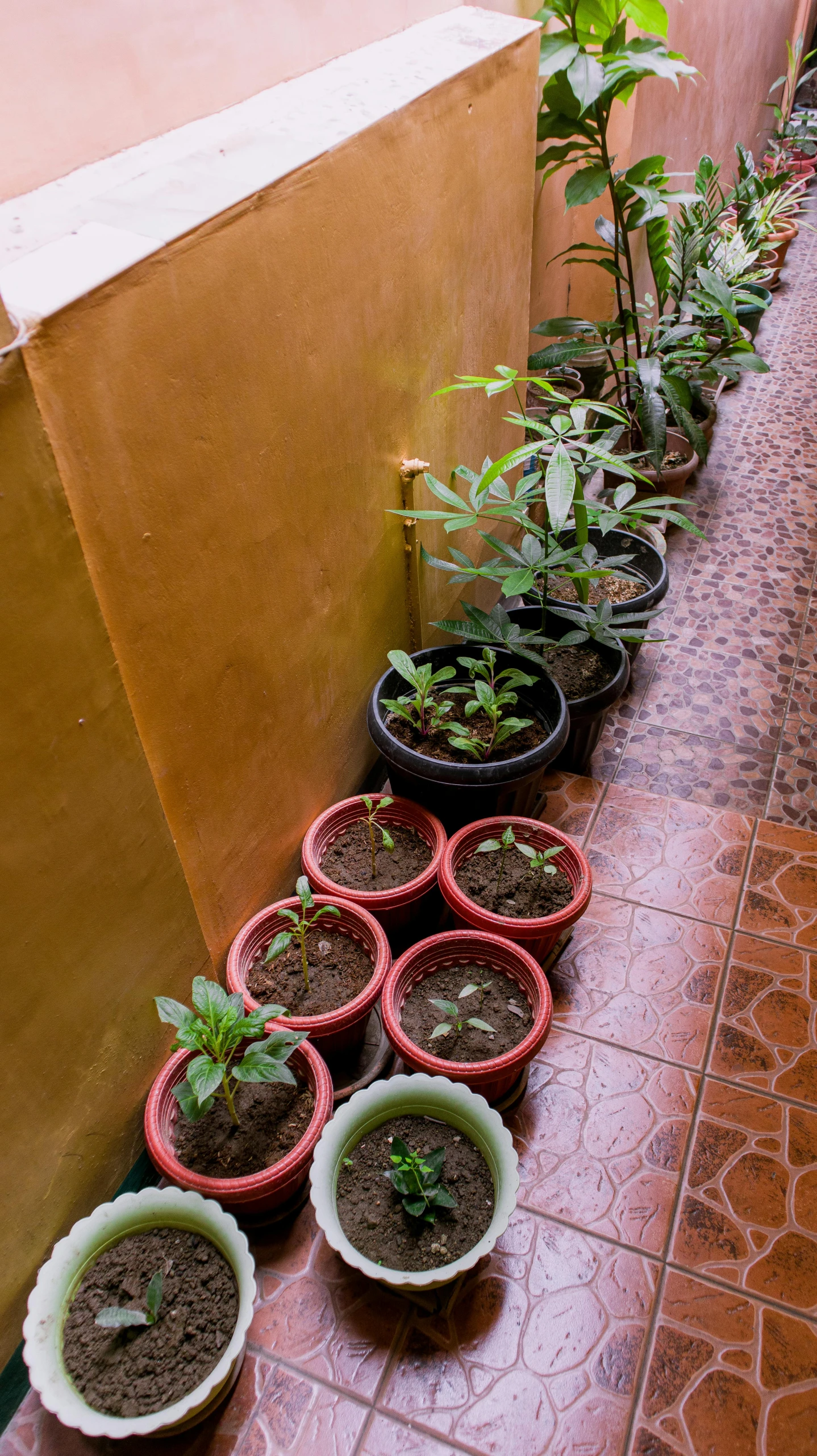 several potted plants line a sidewalk near a brown building