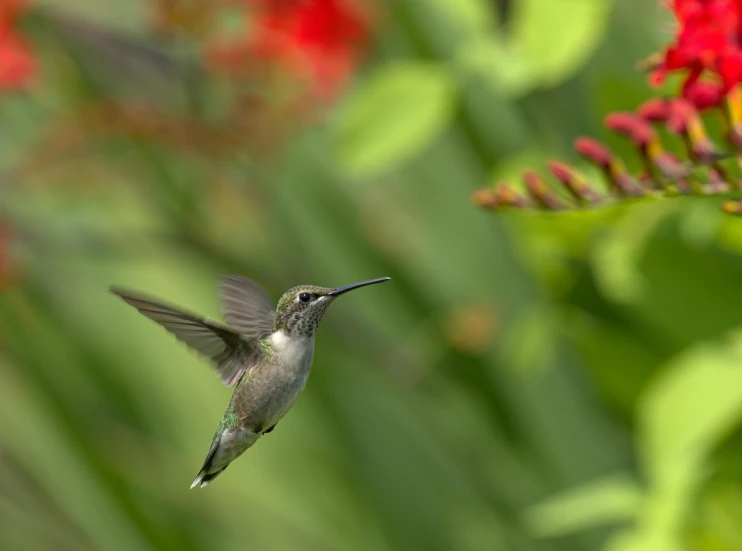 the hummingbird is flying away from the flowers