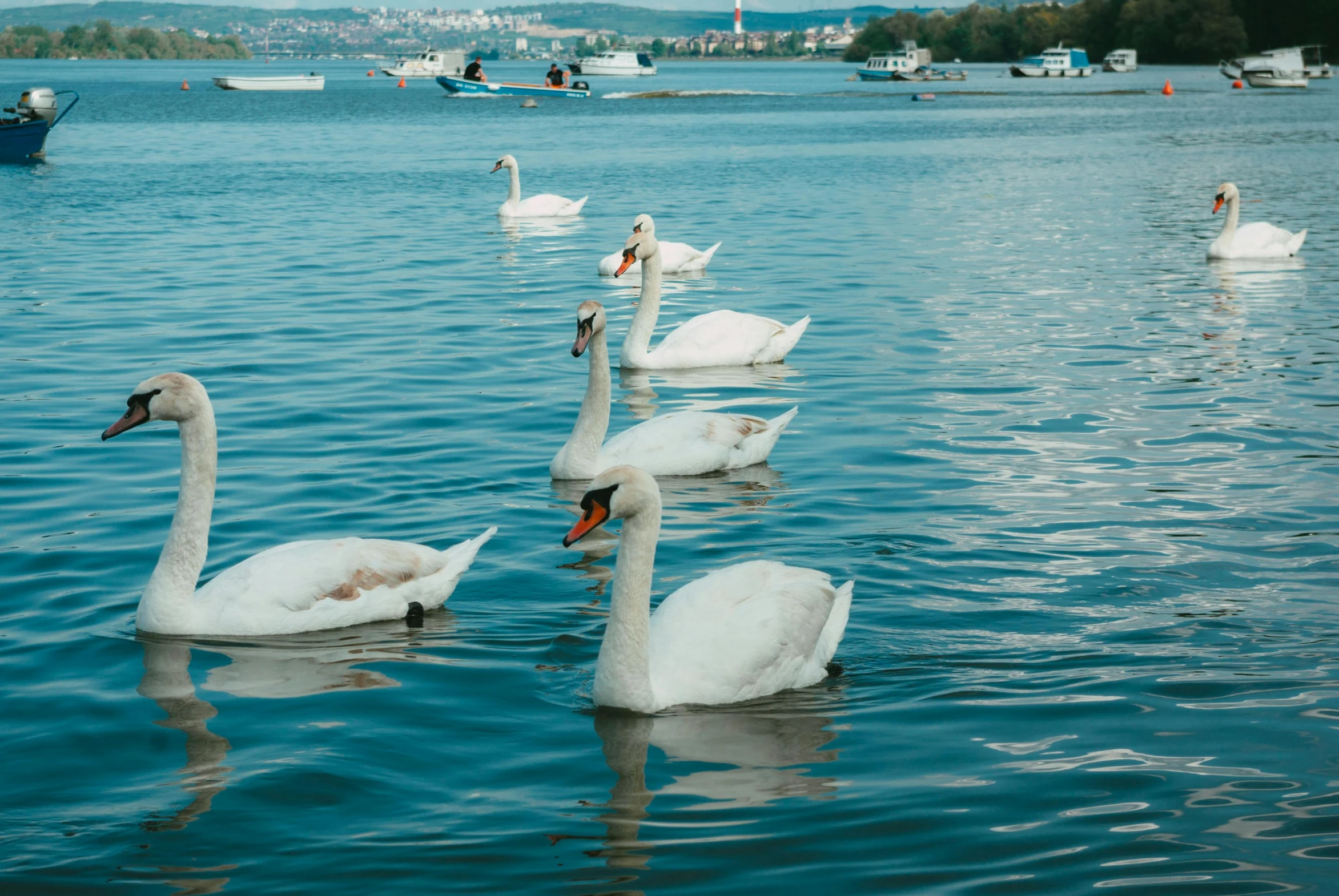 swans swimming in blue water on a bright day