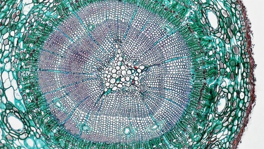 a blue and green round doily that has leaves on it