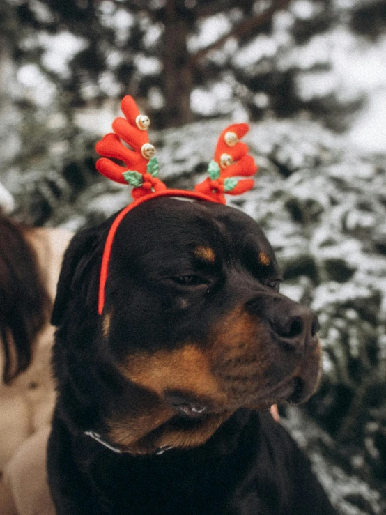 a black dog in the snow wearing red reindeer antlers