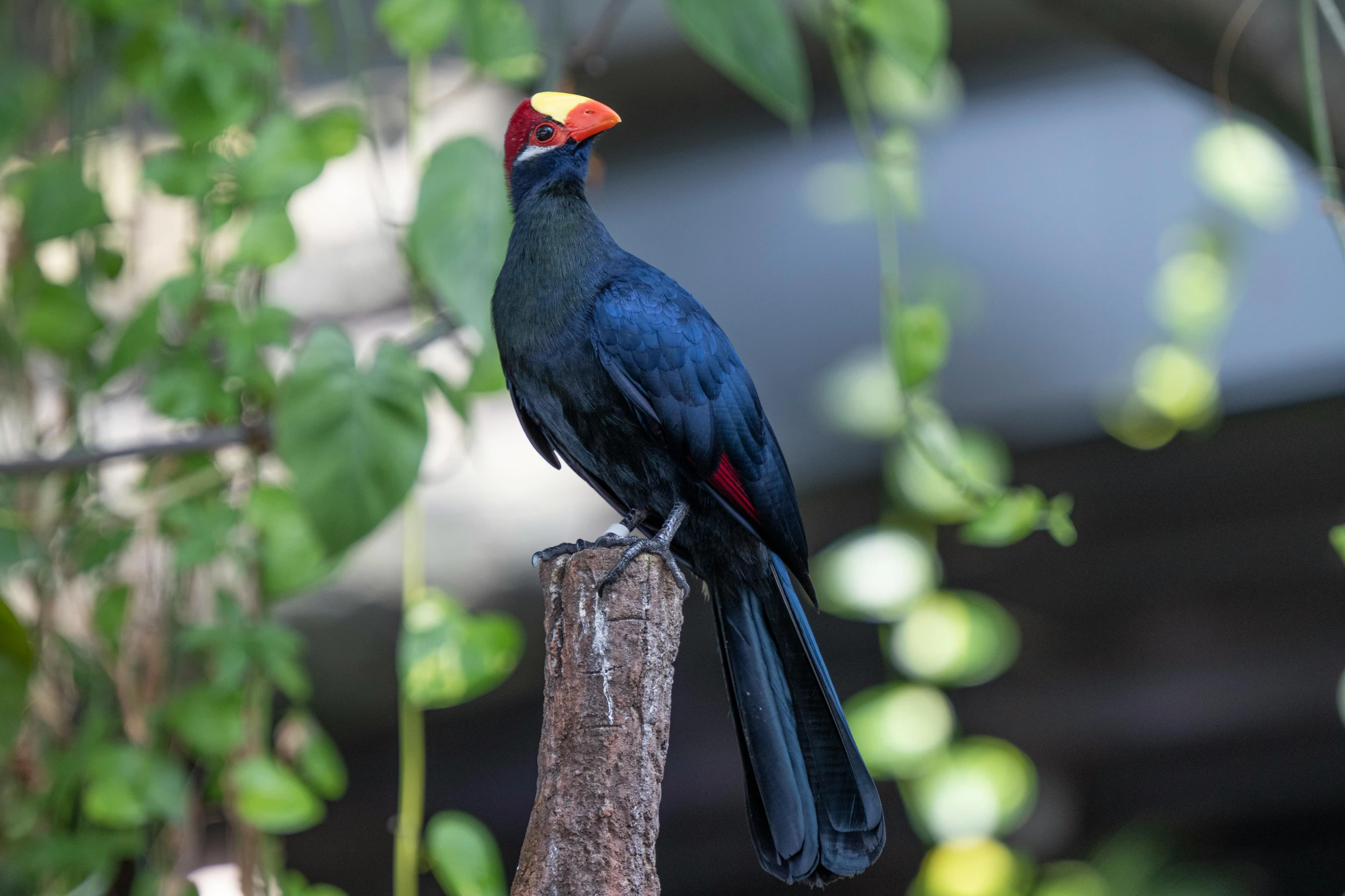 black and red bird sitting on top of a log in the forest