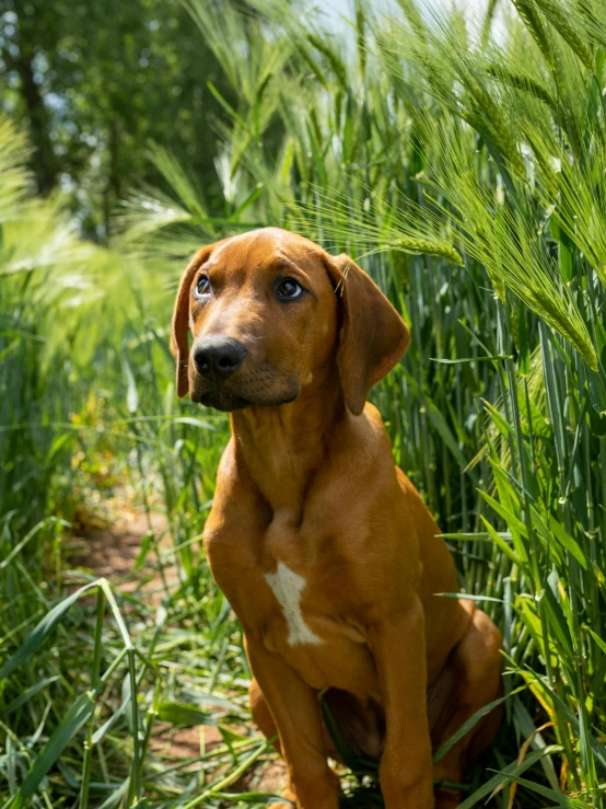 a brown dog with white patches sitting on top of tall grass