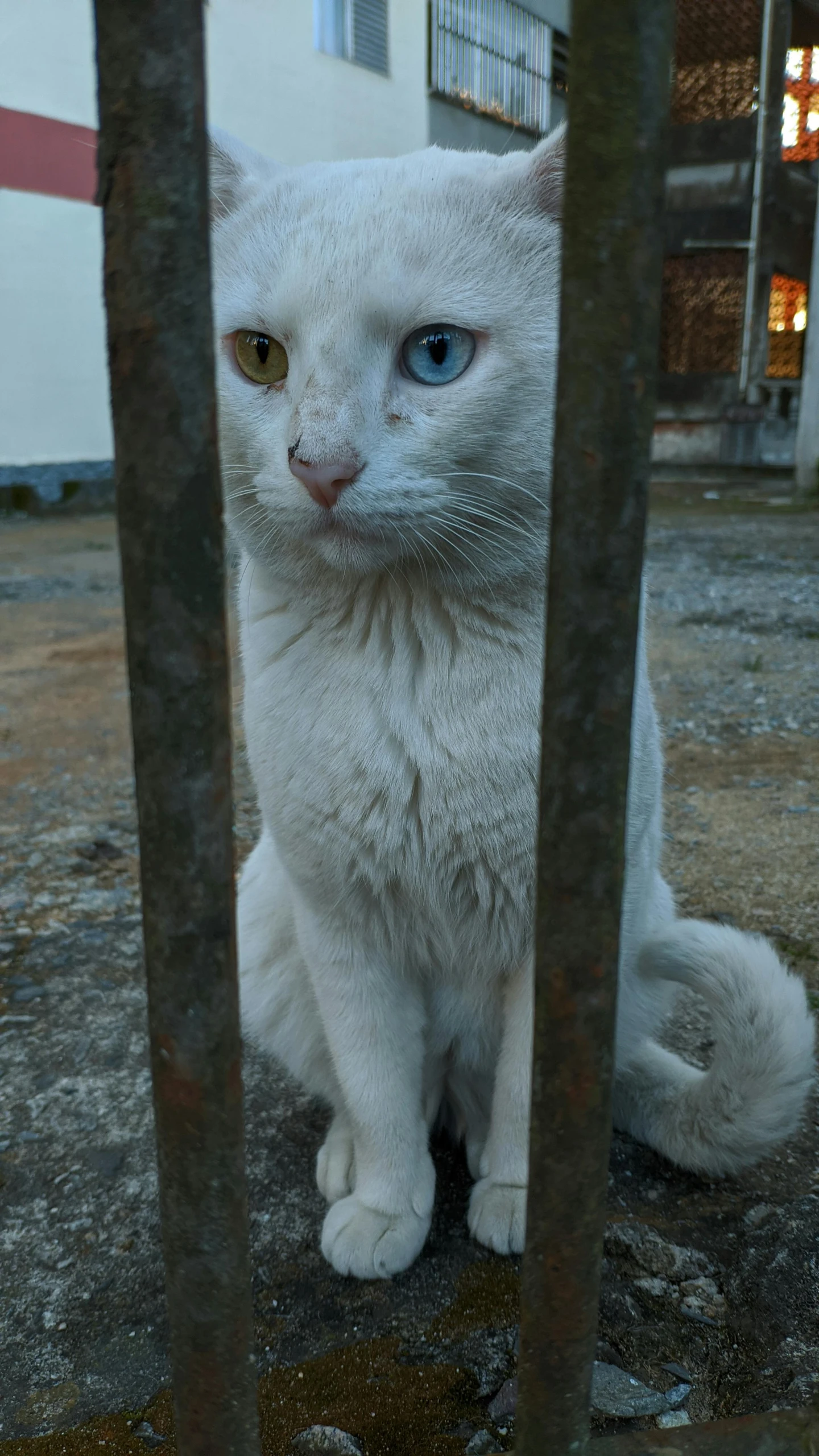 a white cat looking directly through a metal gate