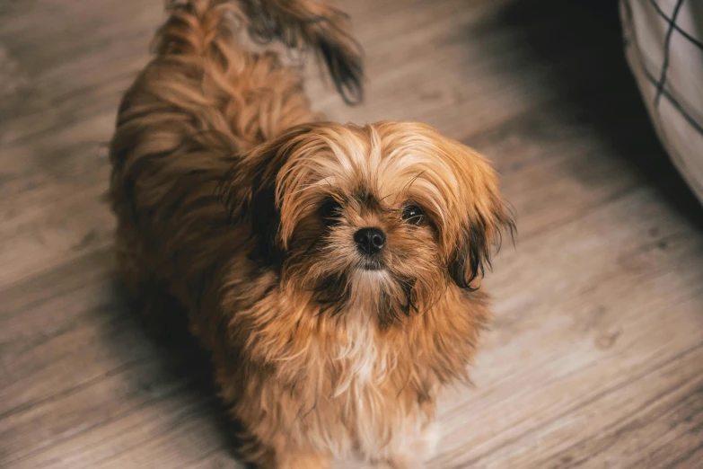 an adorable little brown dog standing on a hard wood floor