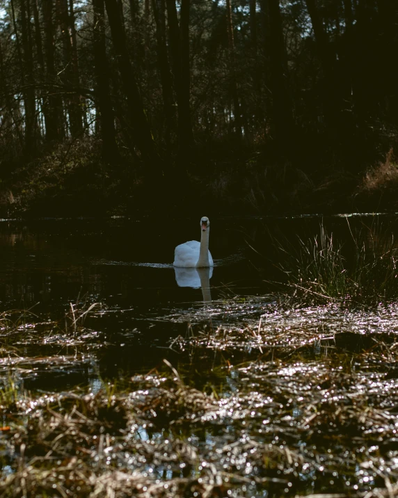 the white swan is swimming through a river