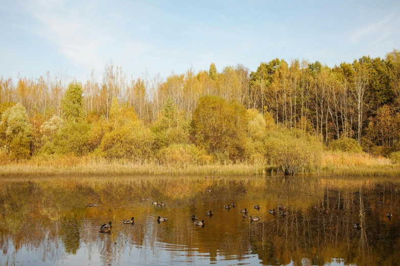 several birds swimming in the middle of a pond