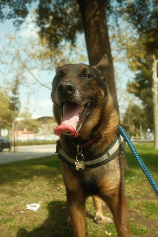 a dog with his tongue hanging out in the grass