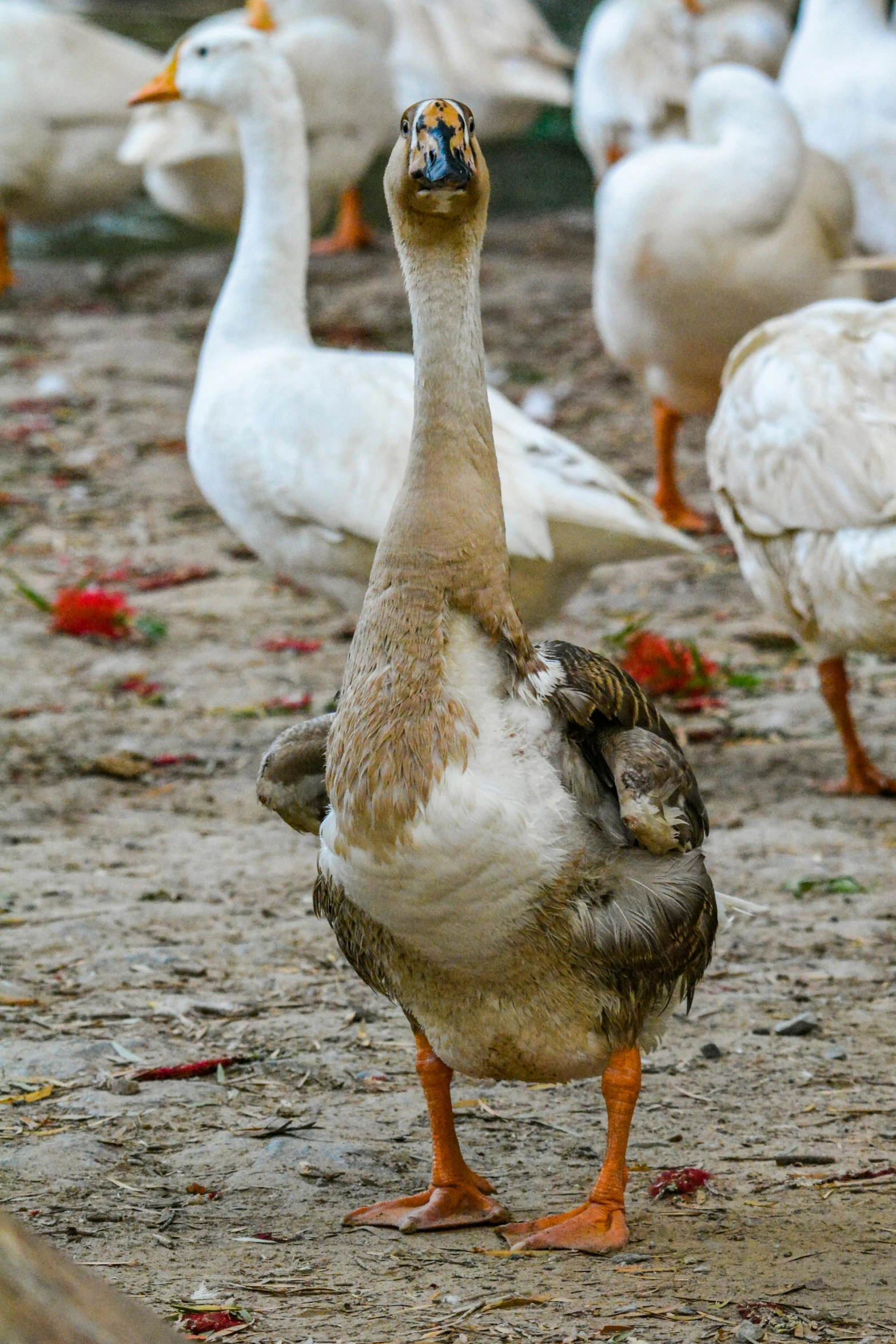 a group of ducks are standing on a dirt ground