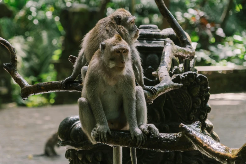 two monkeys are sitting on a nch in their enclosure