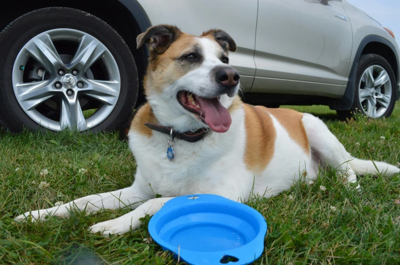 the dog is lying in front of the car and panting