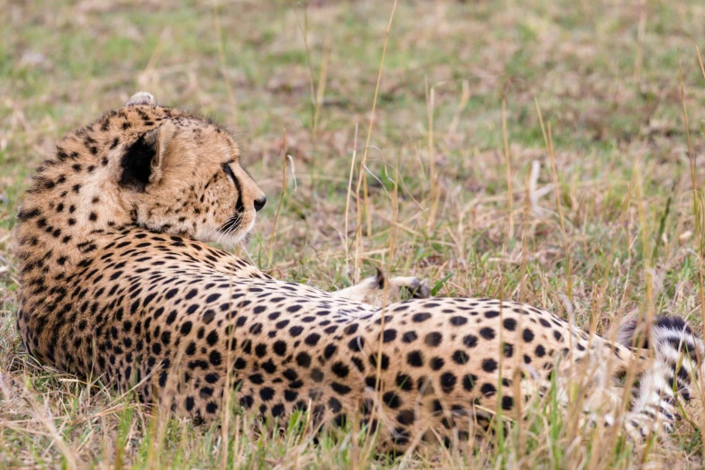 a large cheetah laying on its back in the grass