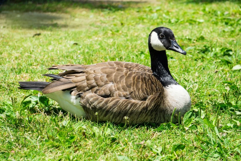 a duck is standing in the grass looking for food