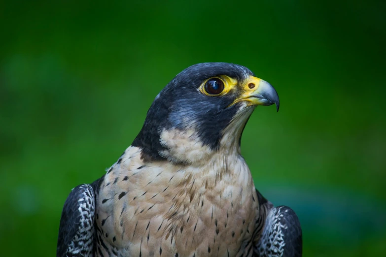 a falcon with a yellow face looking at the pographer