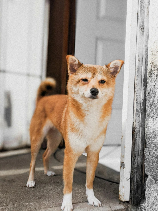 a small brown dog standing on a sidewalk