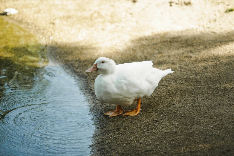 a white duck is walking near a pond