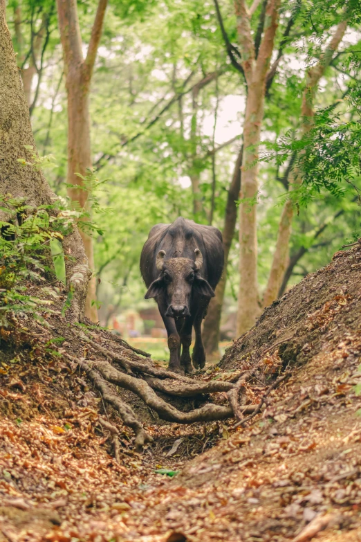 a very big cute elephant walking in some trees