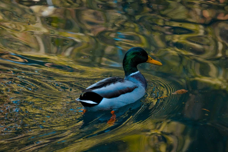 a duck floats on the water near some fish