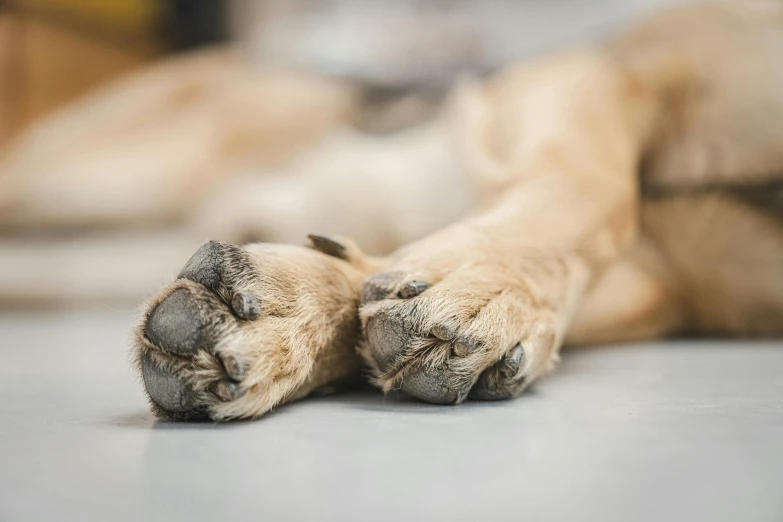 the paw of an animal lies down on the floor