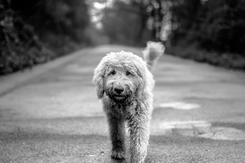 a large dog on a sidewalk outside