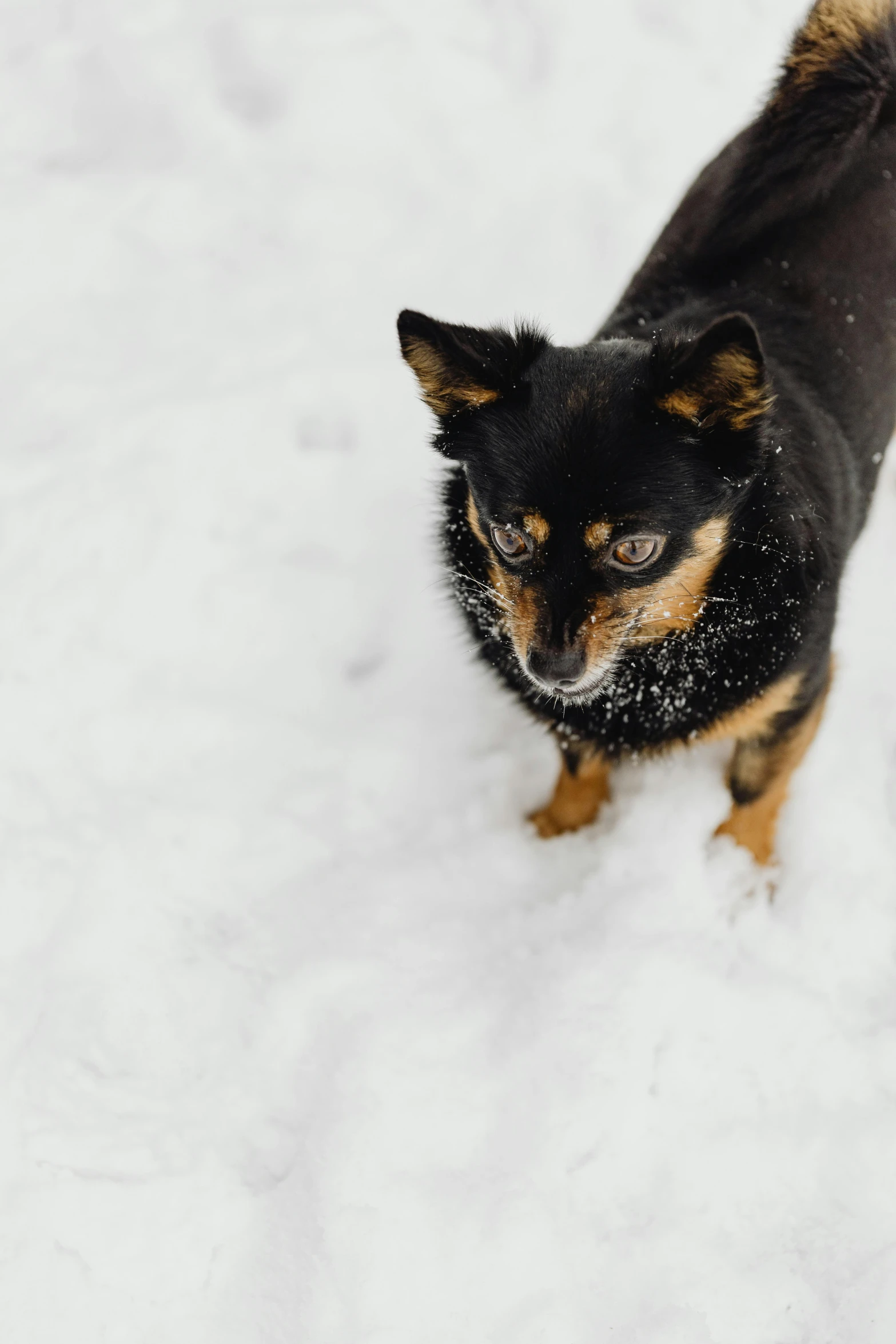 the dog is walking in the snow alone