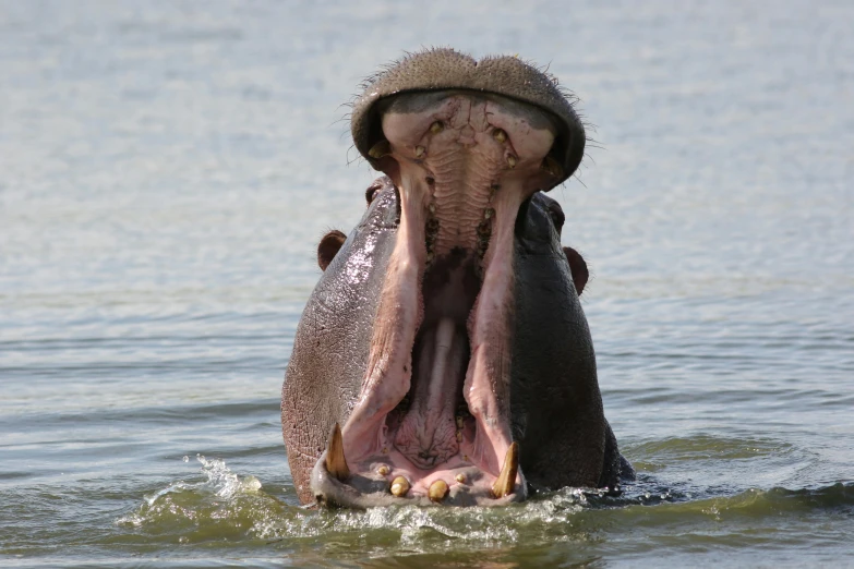 the hippopotamus opens it's mouth wide with its large teeth