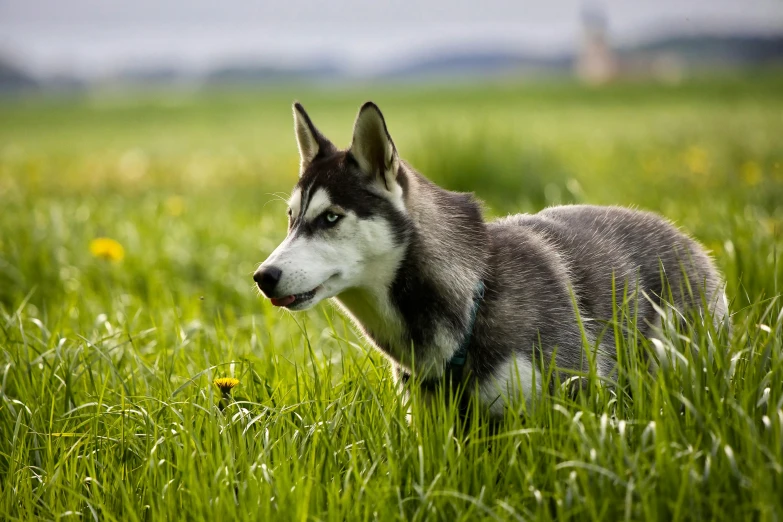 a grey and black husky dog standing in tall grass