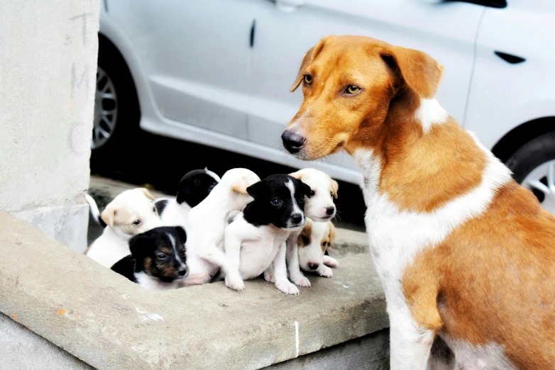 a group of puppies all huddled up together