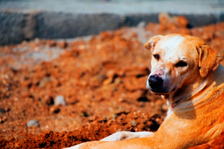 a brown dog sitting on top of dirt