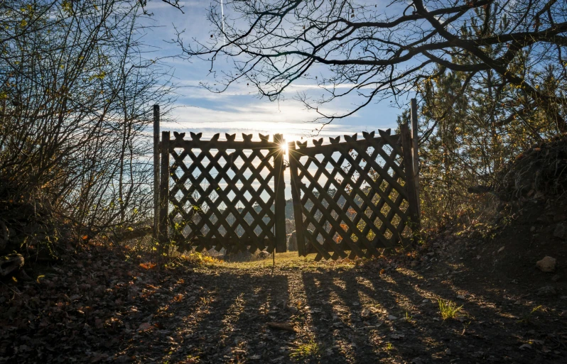 an open gate surrounded by bare trees and sunlight