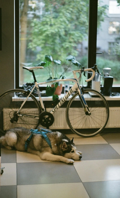 a dog laying on the floor next to a bicycle