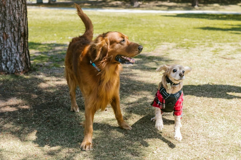 two dogs walking in the grass together