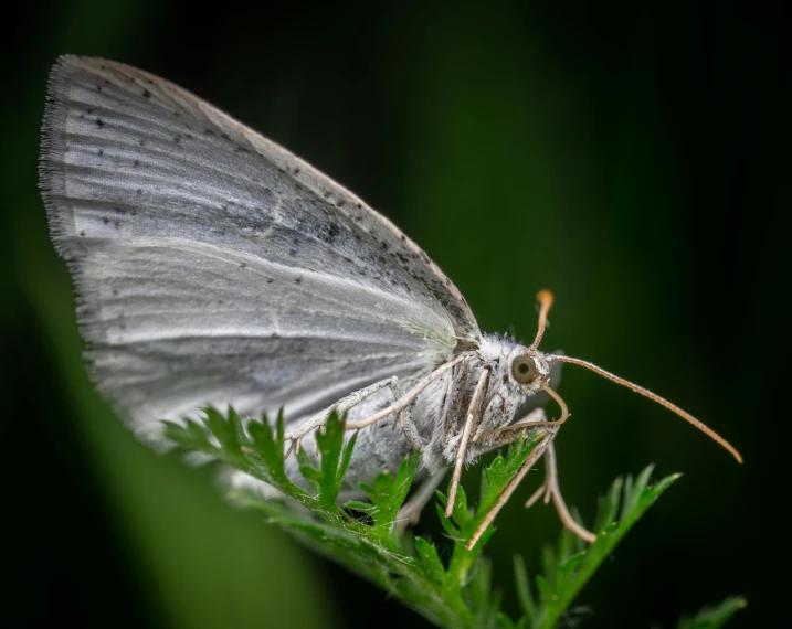 a small white erfly sitting on top of a green plant