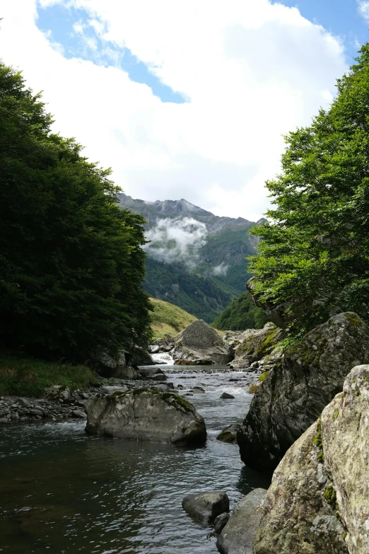 water running between large rocks and trees in a forest