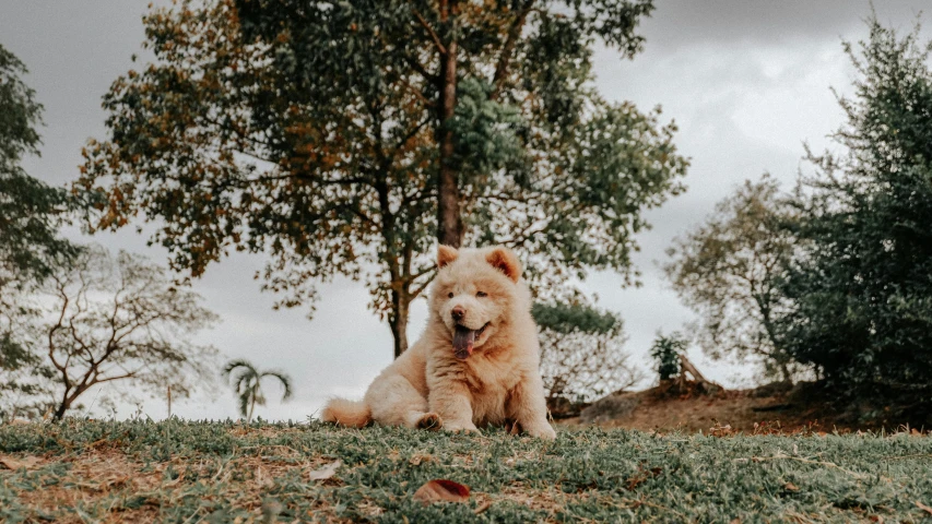 a big dog laying down in the grass