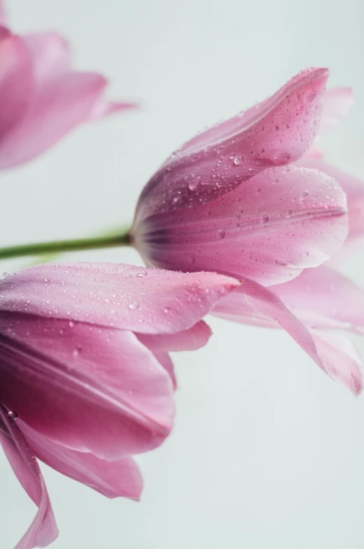 a few pink flowers with drops of water on them