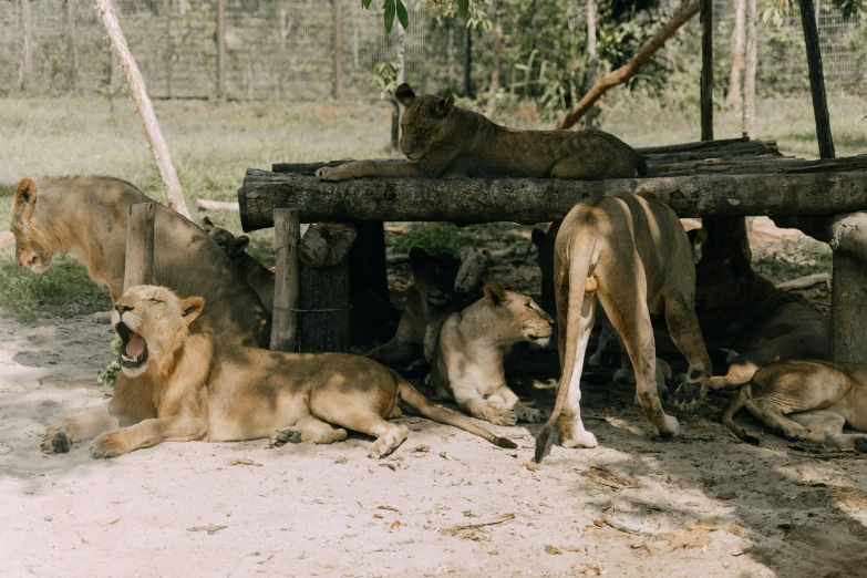 some animals laying under a wooden structure near some trees