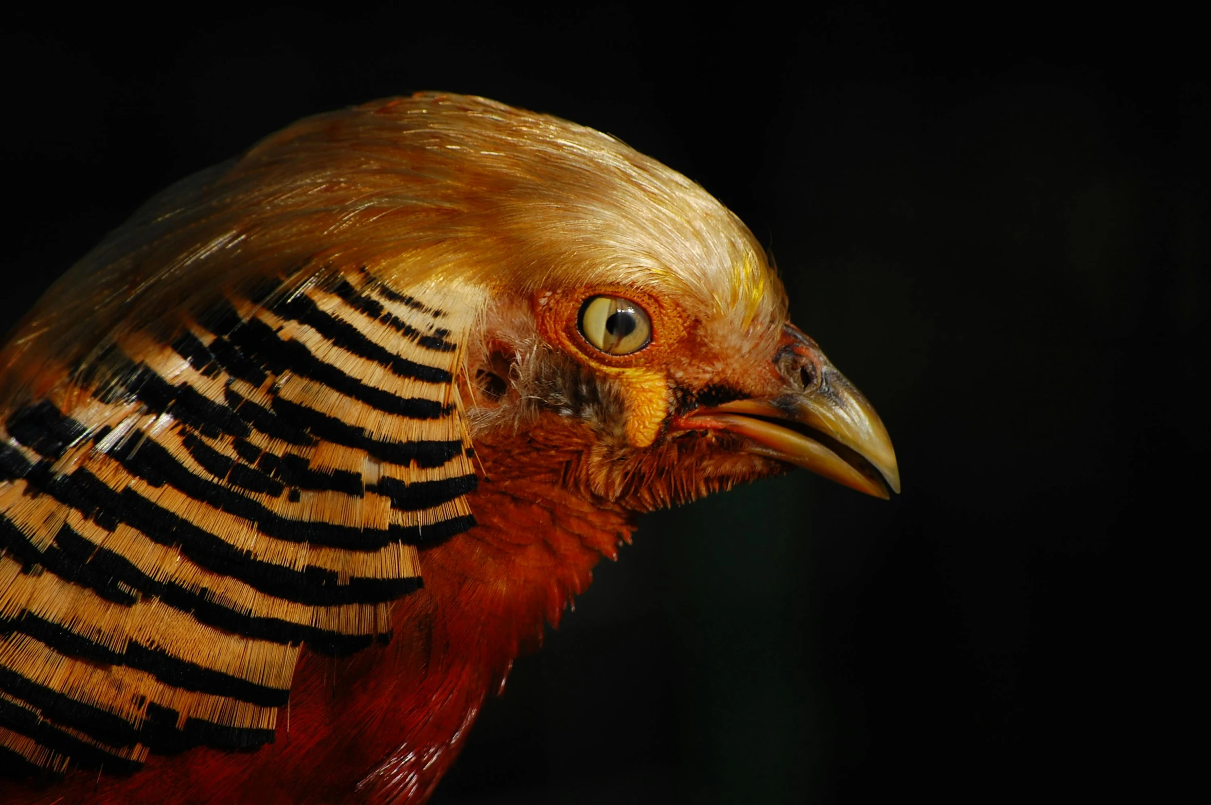 a bird with a very large yellow and black stripe around its beak