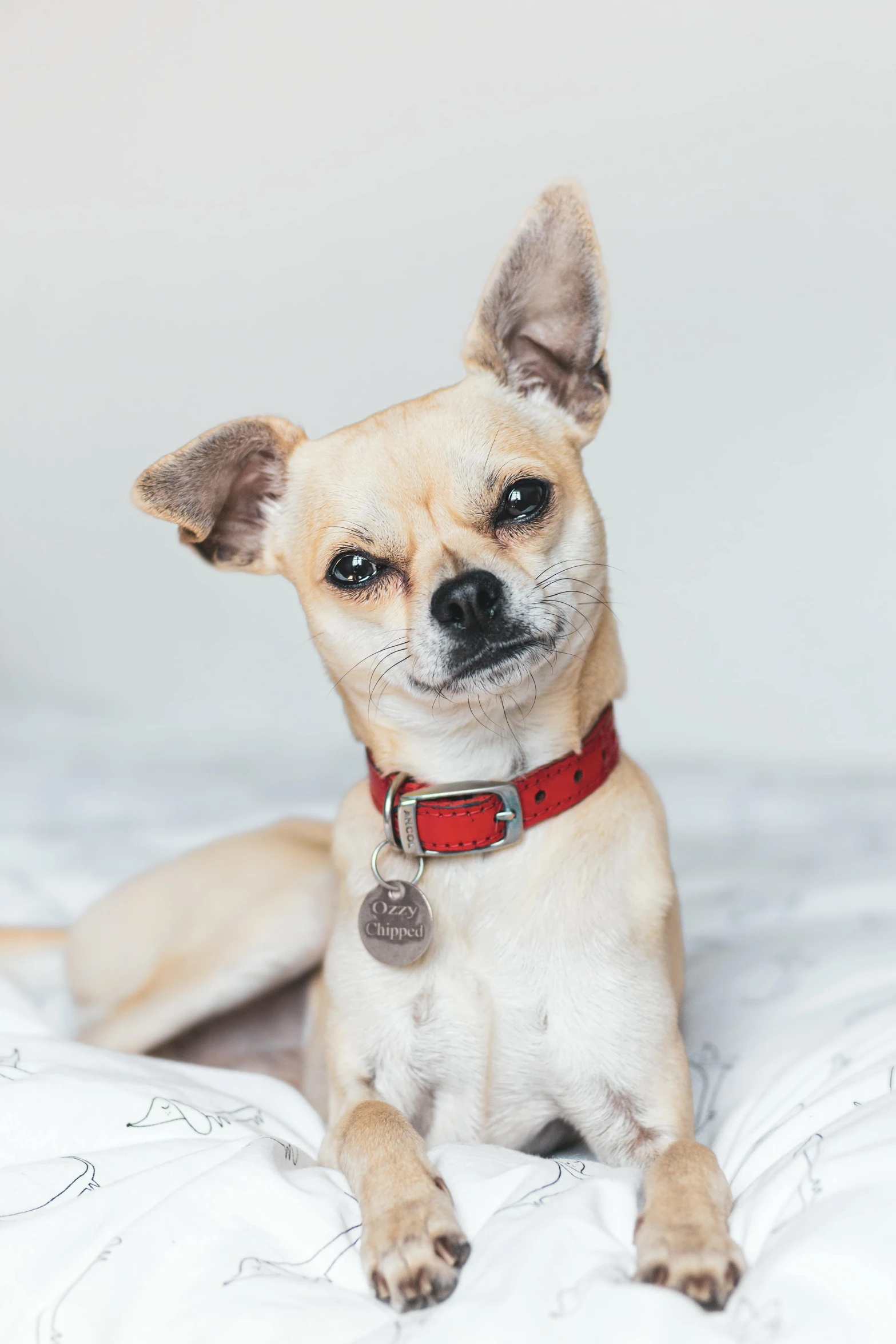 a small chihuahua is sitting in bed on a white sheet