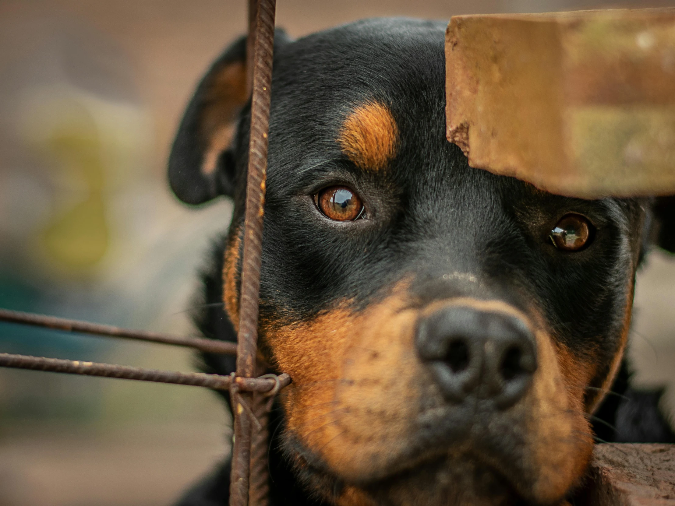 a brown dog looking at the camera from behind a metal fence