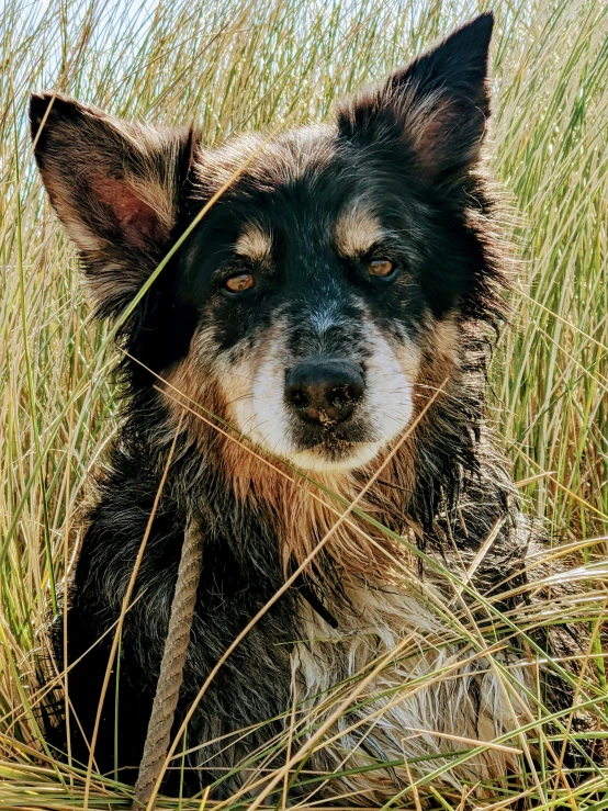 a dog standing in the middle of some tall grass