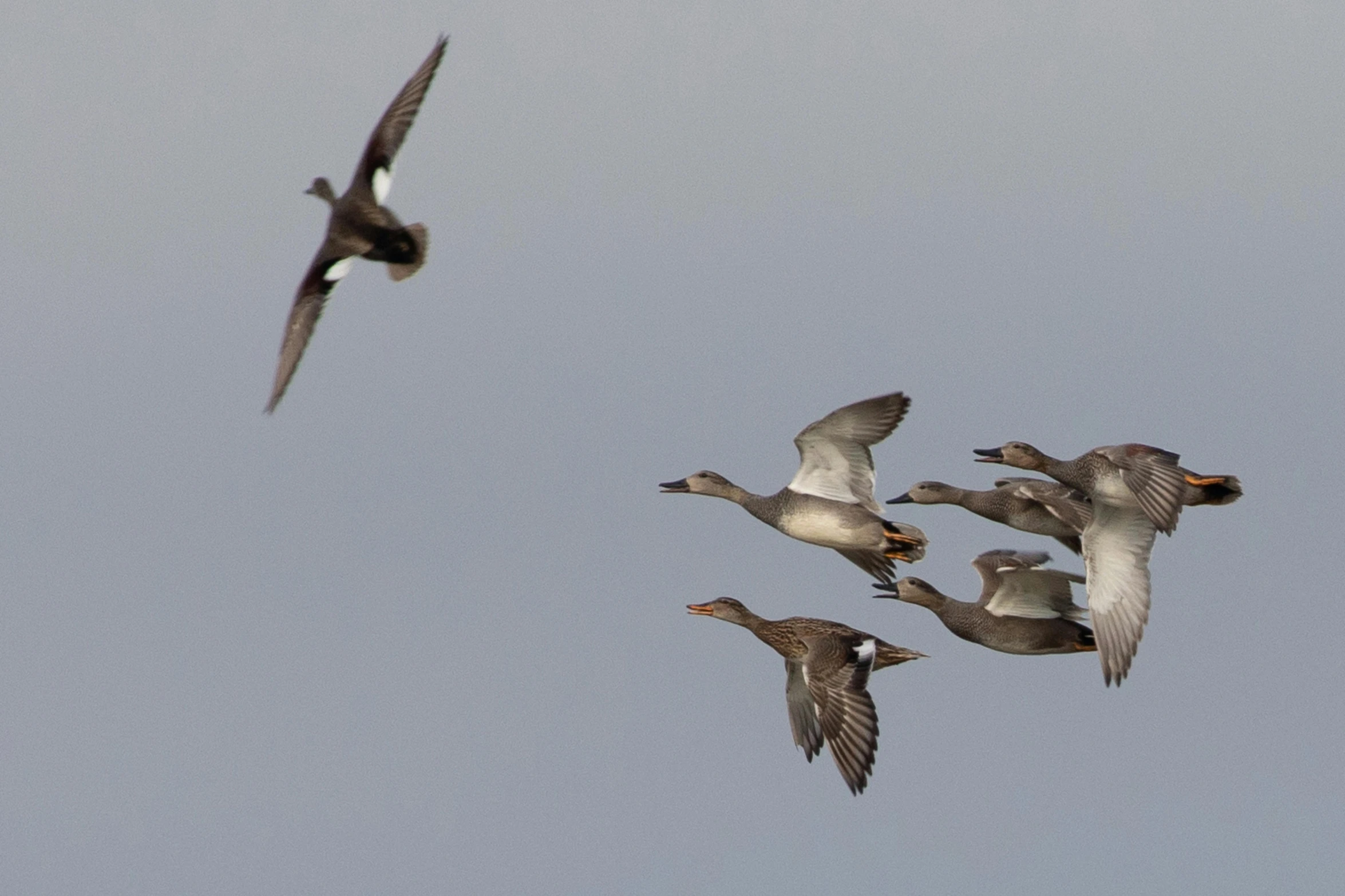 several birds fly against the blue sky during the day