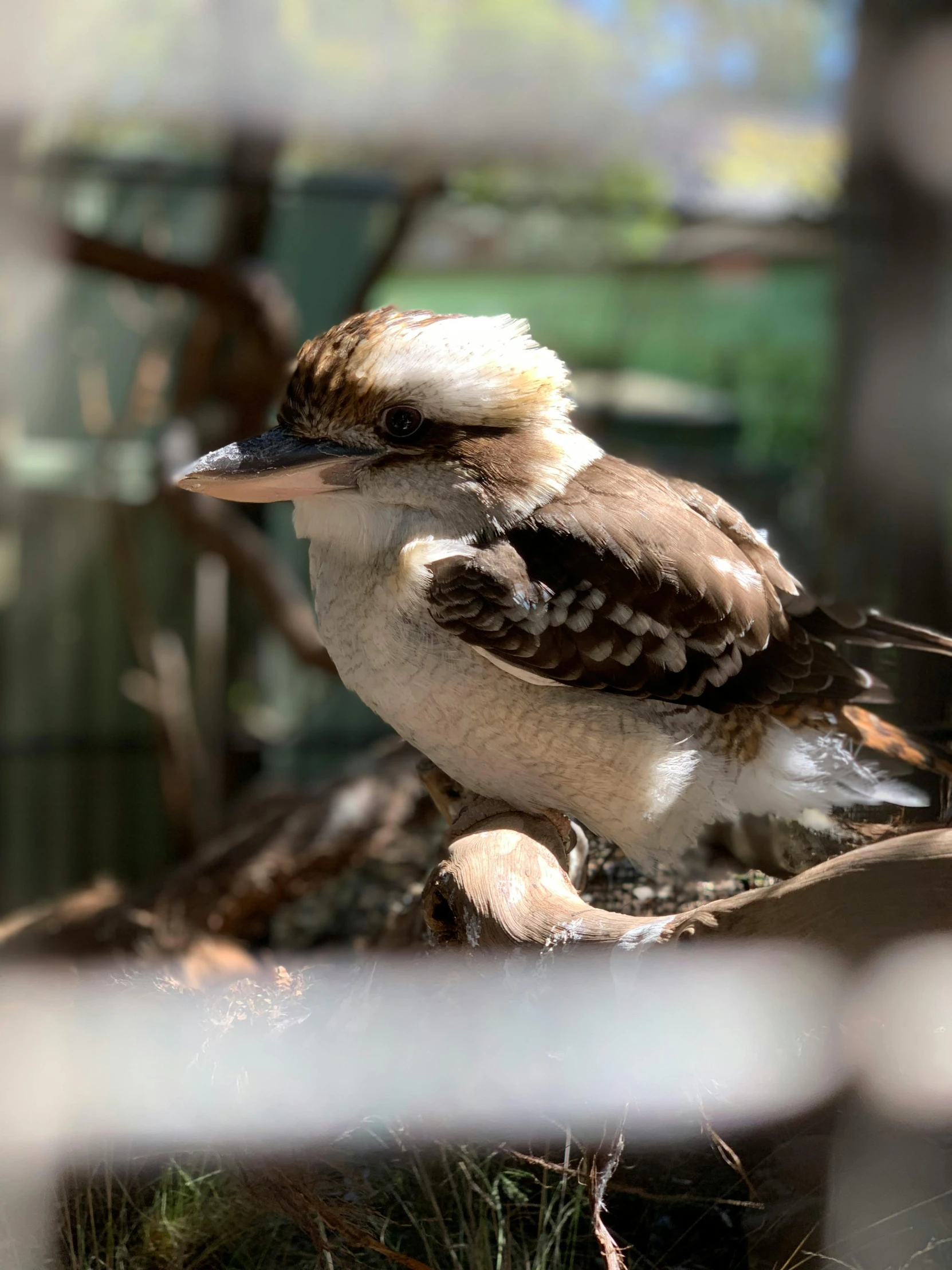 the bird is sitting on the small tree