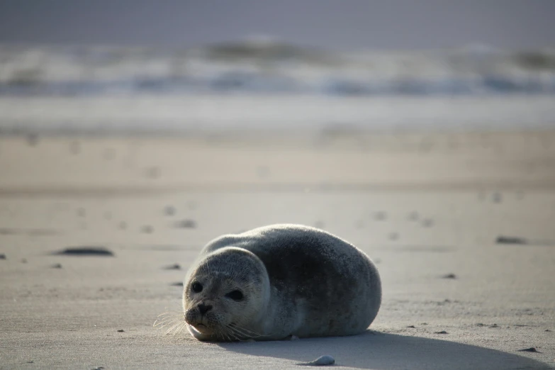 a baby seal is on a sandy beach