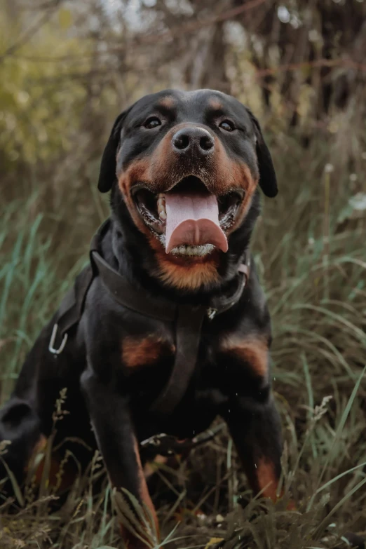 a dog that is sitting in the grass